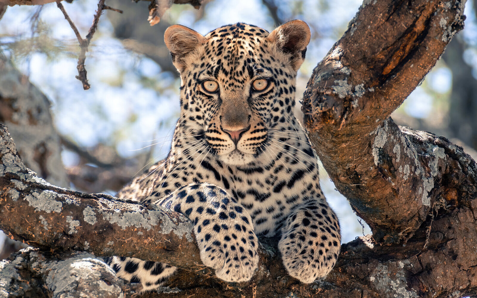 A leopard draped over the branch of a tree in golden light on the plains