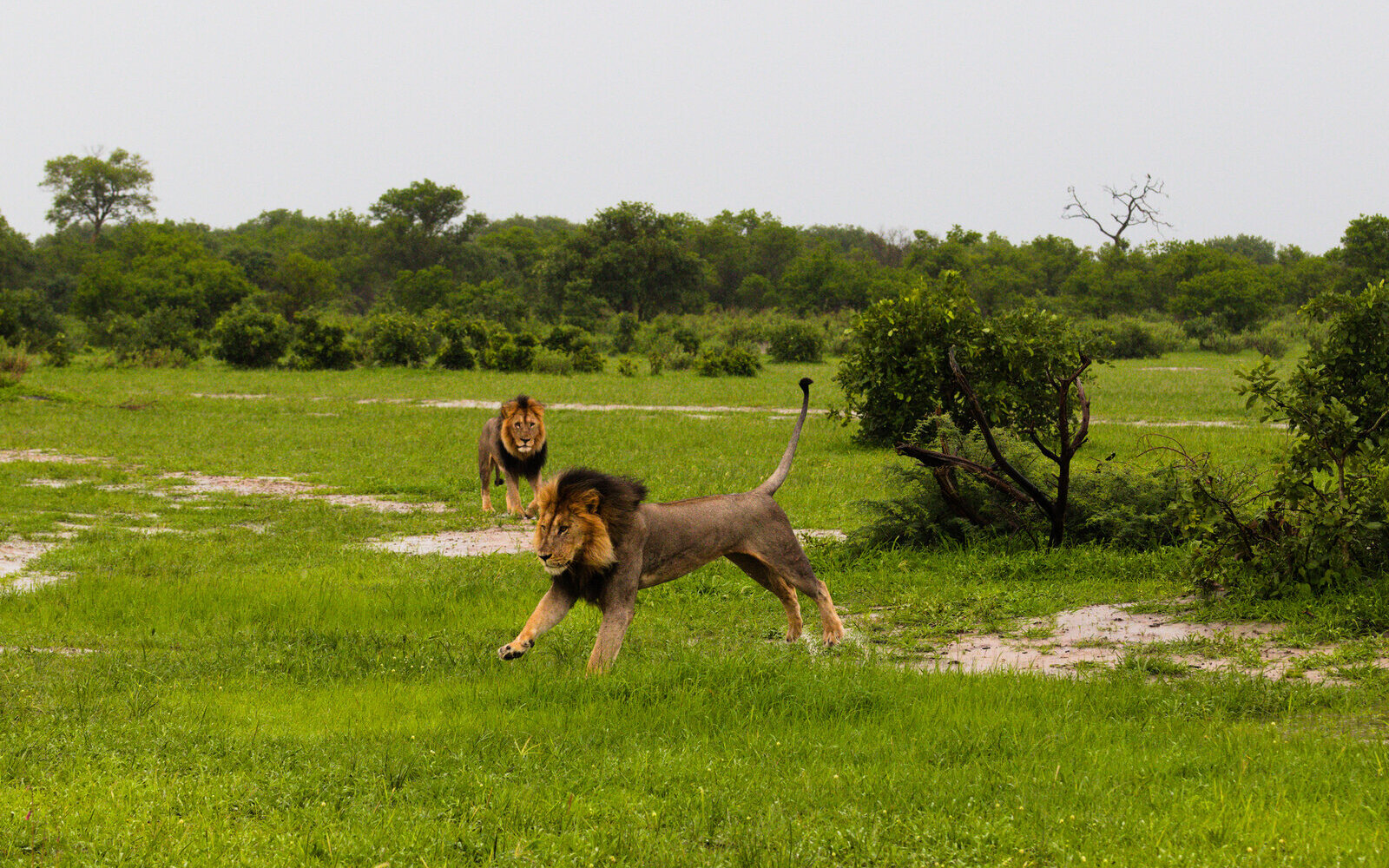 A male lion walking through green grass in warm golden-hour light on the plains