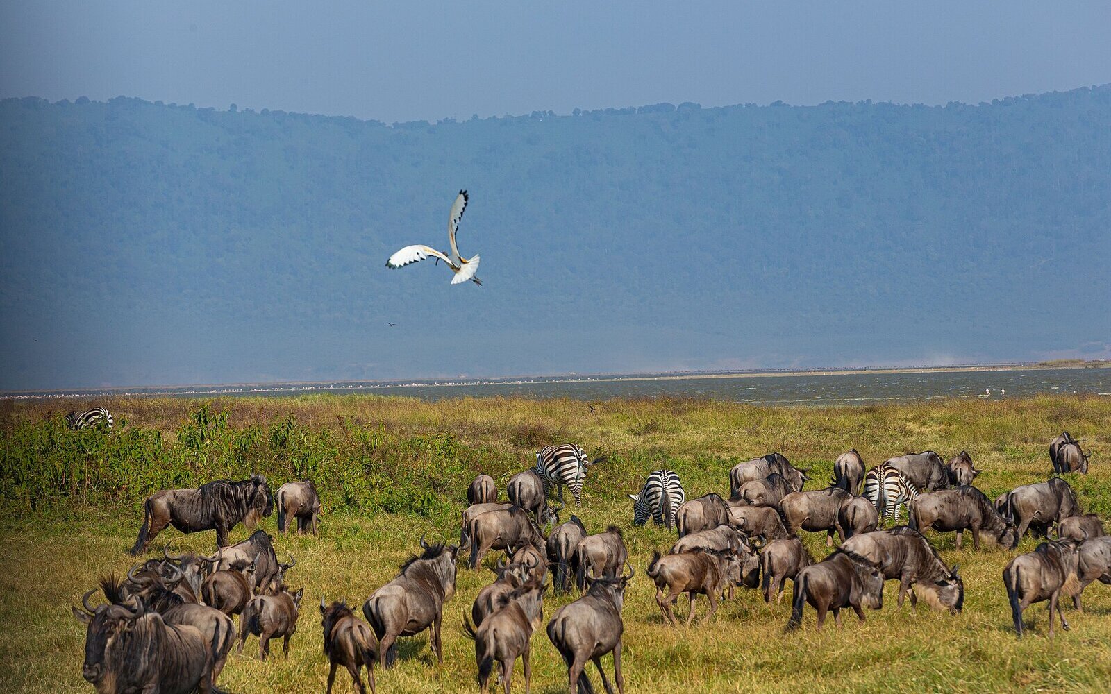 Herds of wildebeest and zebra grazing on the green floor of the Ngorongoro Crater with a bird in flight