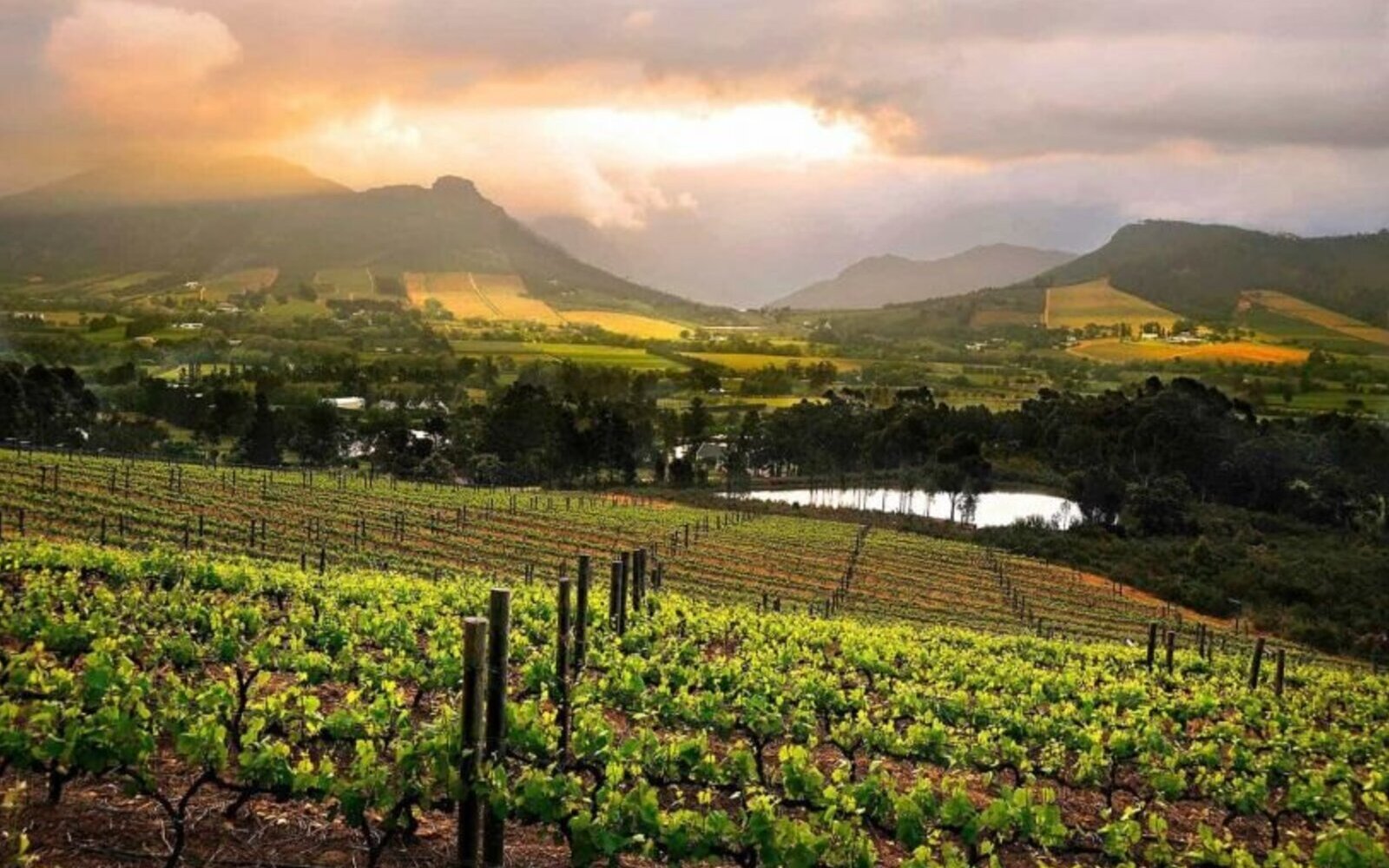Sunset light over the vineyards and mountains of the Cape Winelands