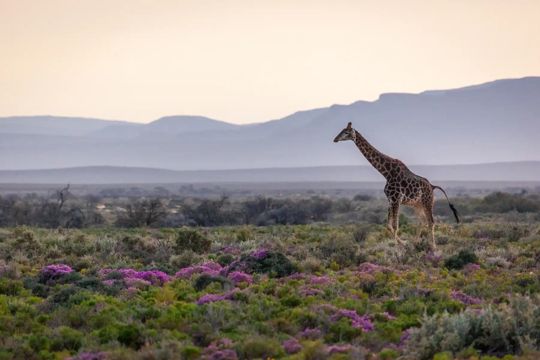 Giraffe crossing flowering Karoo veld with hazy mountains behind at Inverdoorn Game Reserve