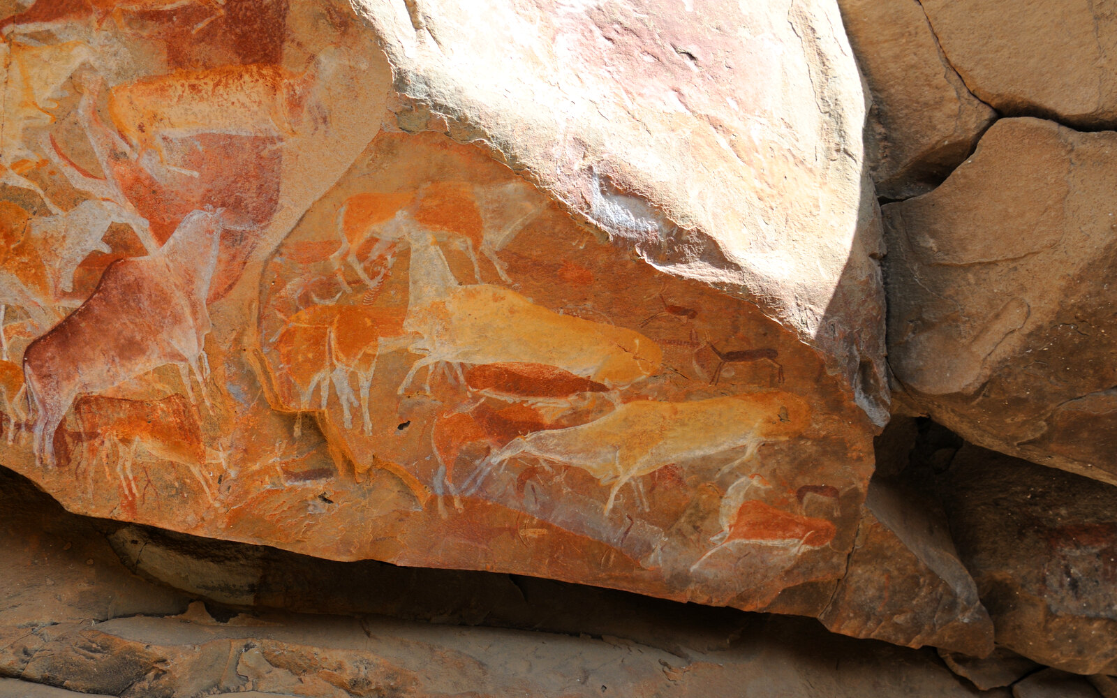 Ancient San rock-art panel showing eland painted on Cederberg sandstone