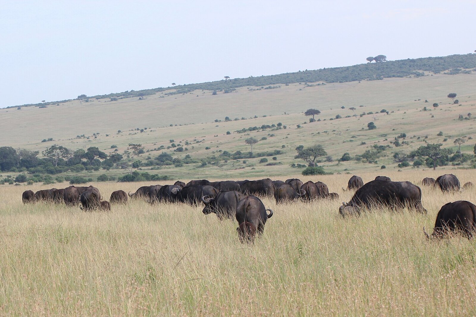Herd of Cape buffalo grazing on grassland
