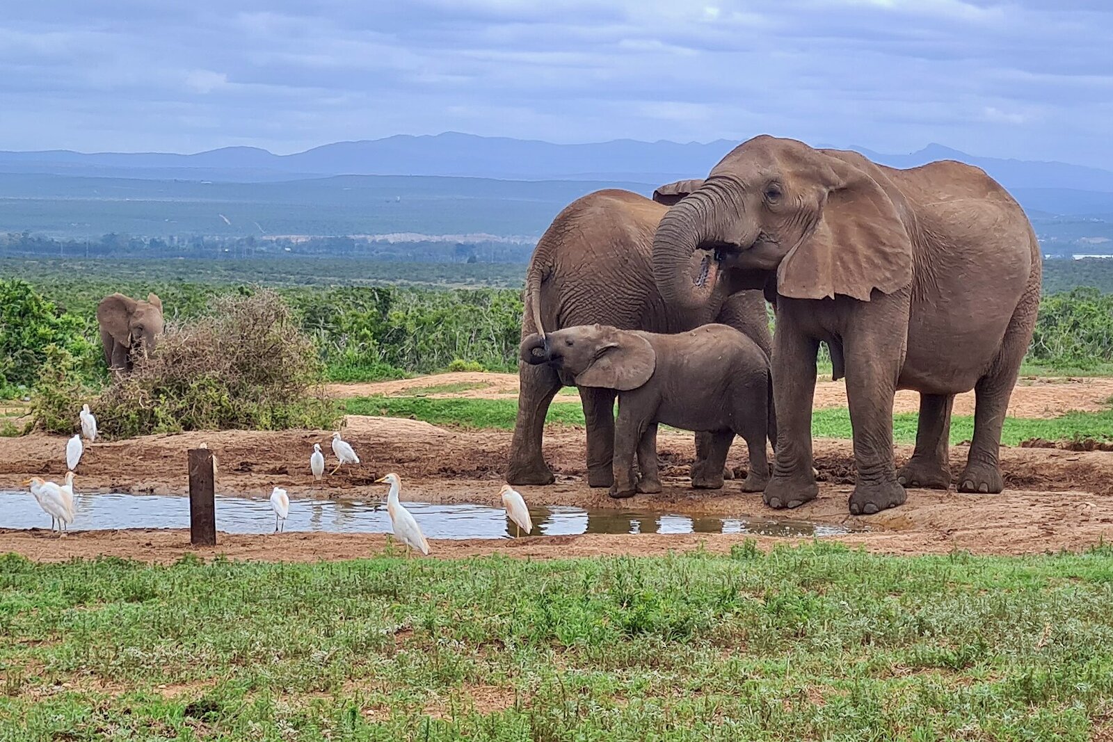 African elephant family drinking together at a waterhole