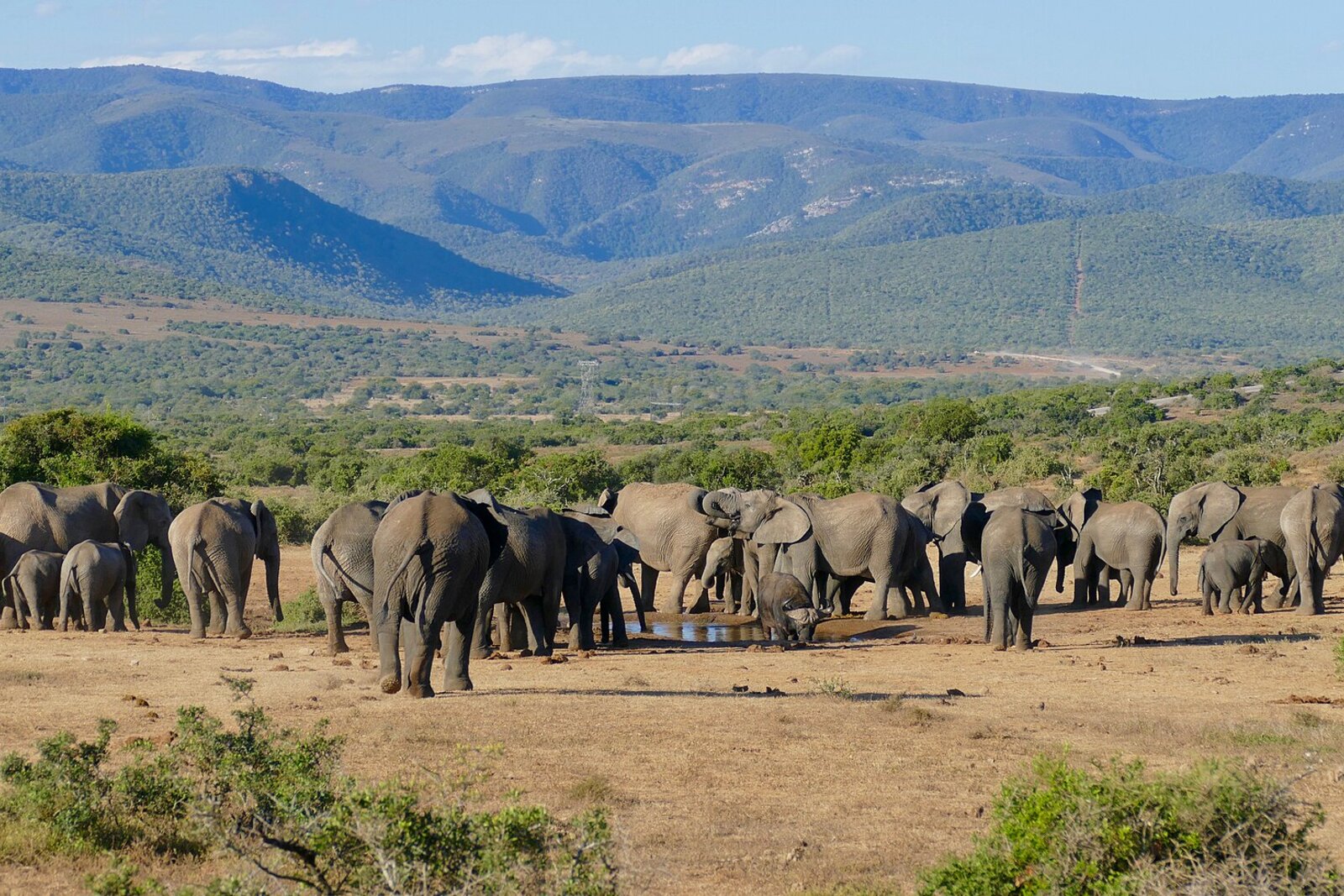 Elephants and buffalo sharing a savanna waterhole