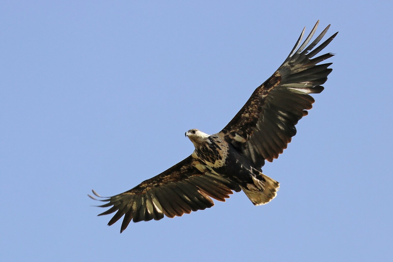 African fish eagle in flight