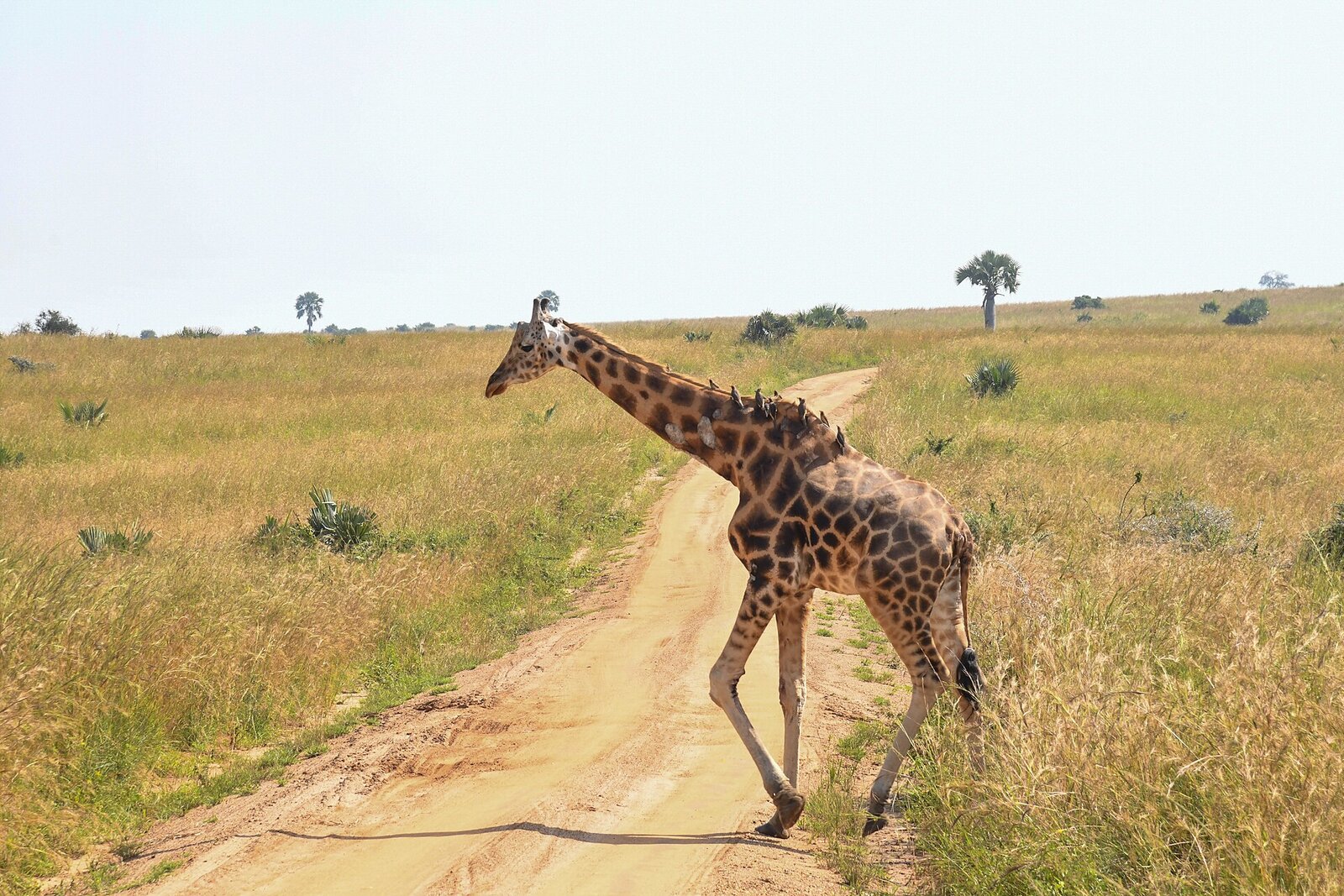 A herd of giraffe on the open plain