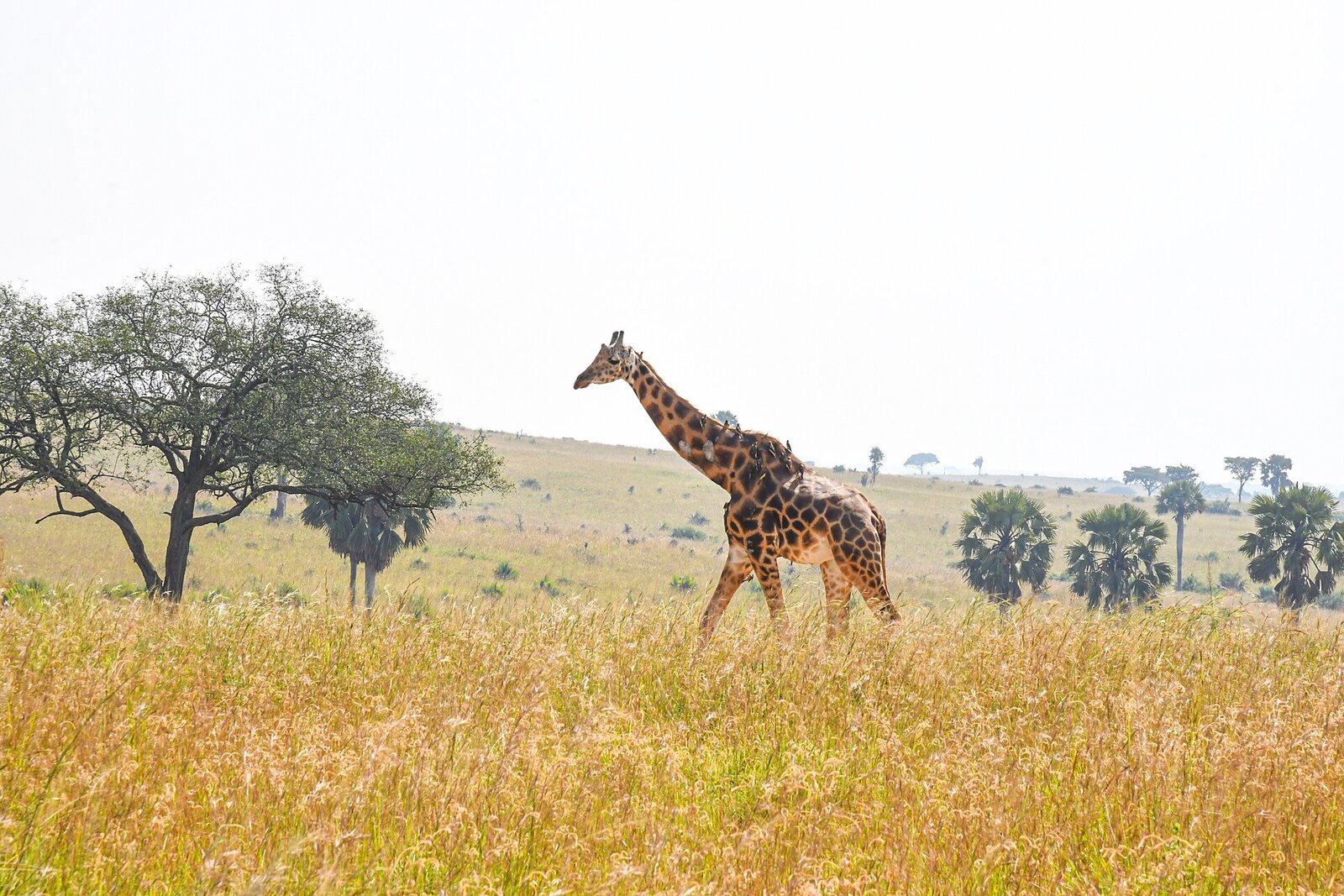Angolan giraffe browsing acacia on the open savanna