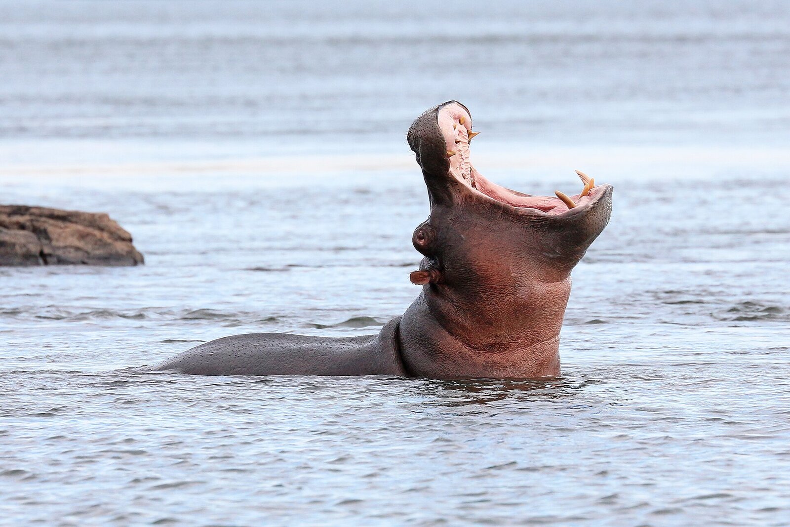 Hippopotamus in the water of a river