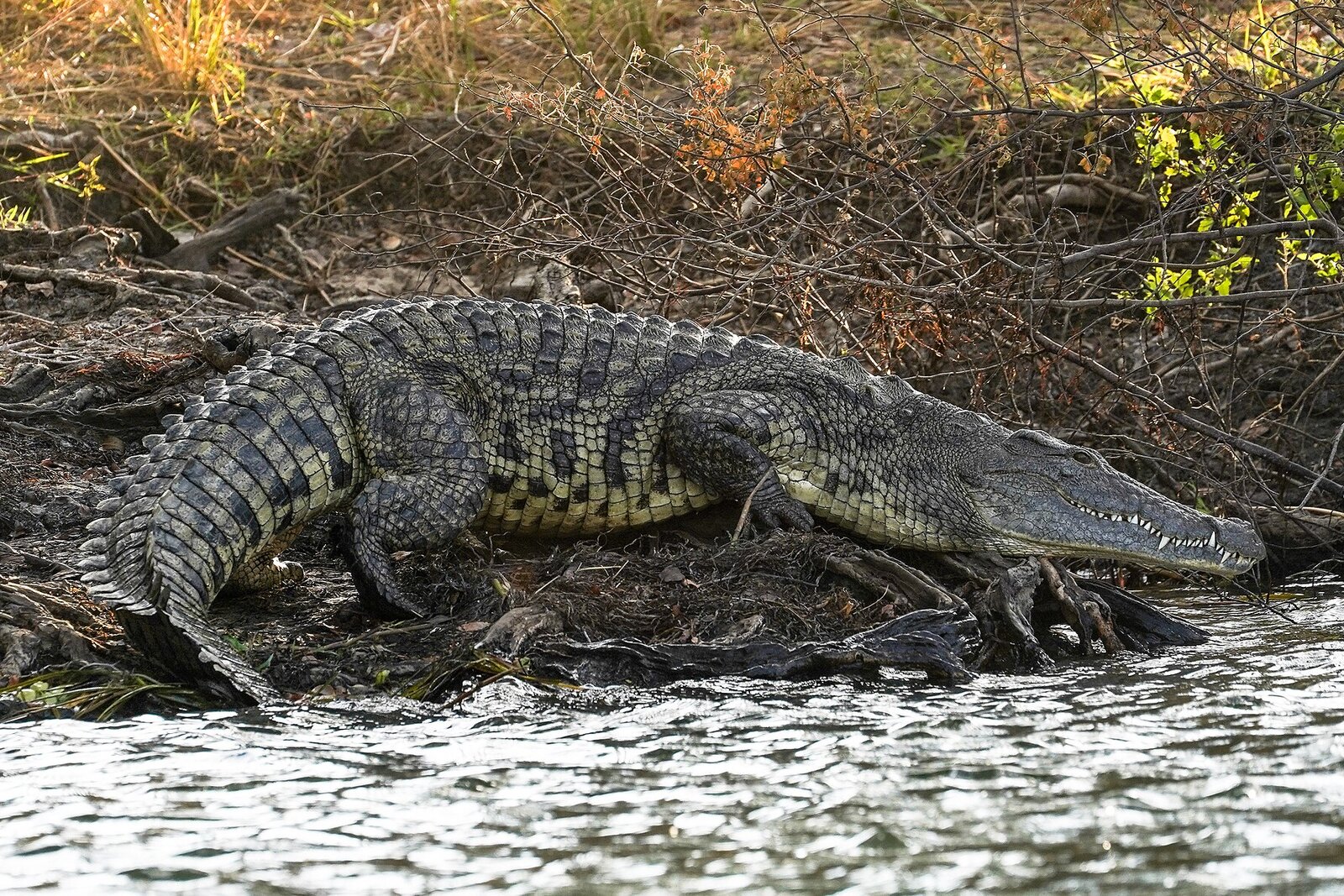 Nile crocodile basking on a riverbank