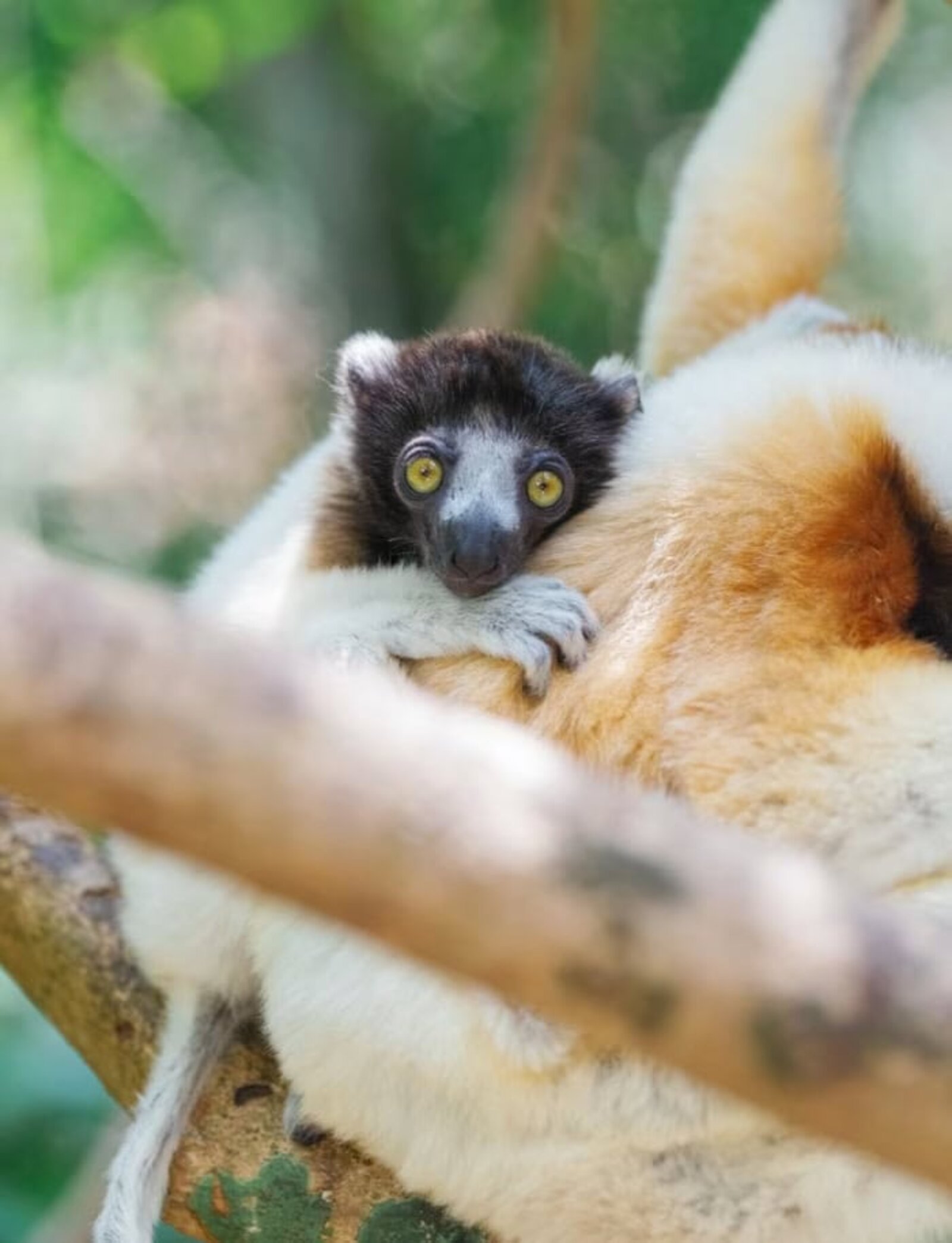 A lemur in the forest on a wildlife excursion from Miavana, northern Madagascar