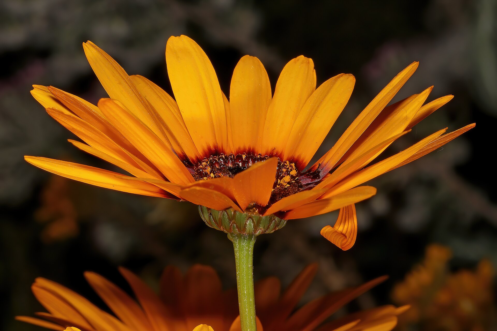 Close-up of a single orange Namaqua daisy fully open to the sun, the icon of the West Coast spring
