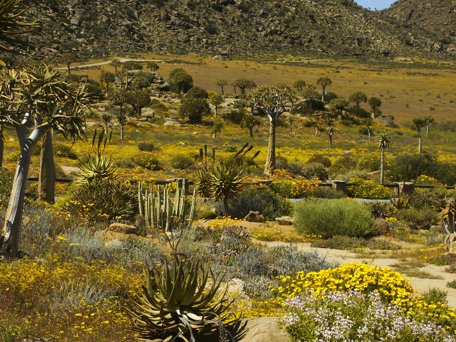 Whole hillsides of gold and orange wildflowers with quiver trees at Goegap Nature Reserve in full spring bloom