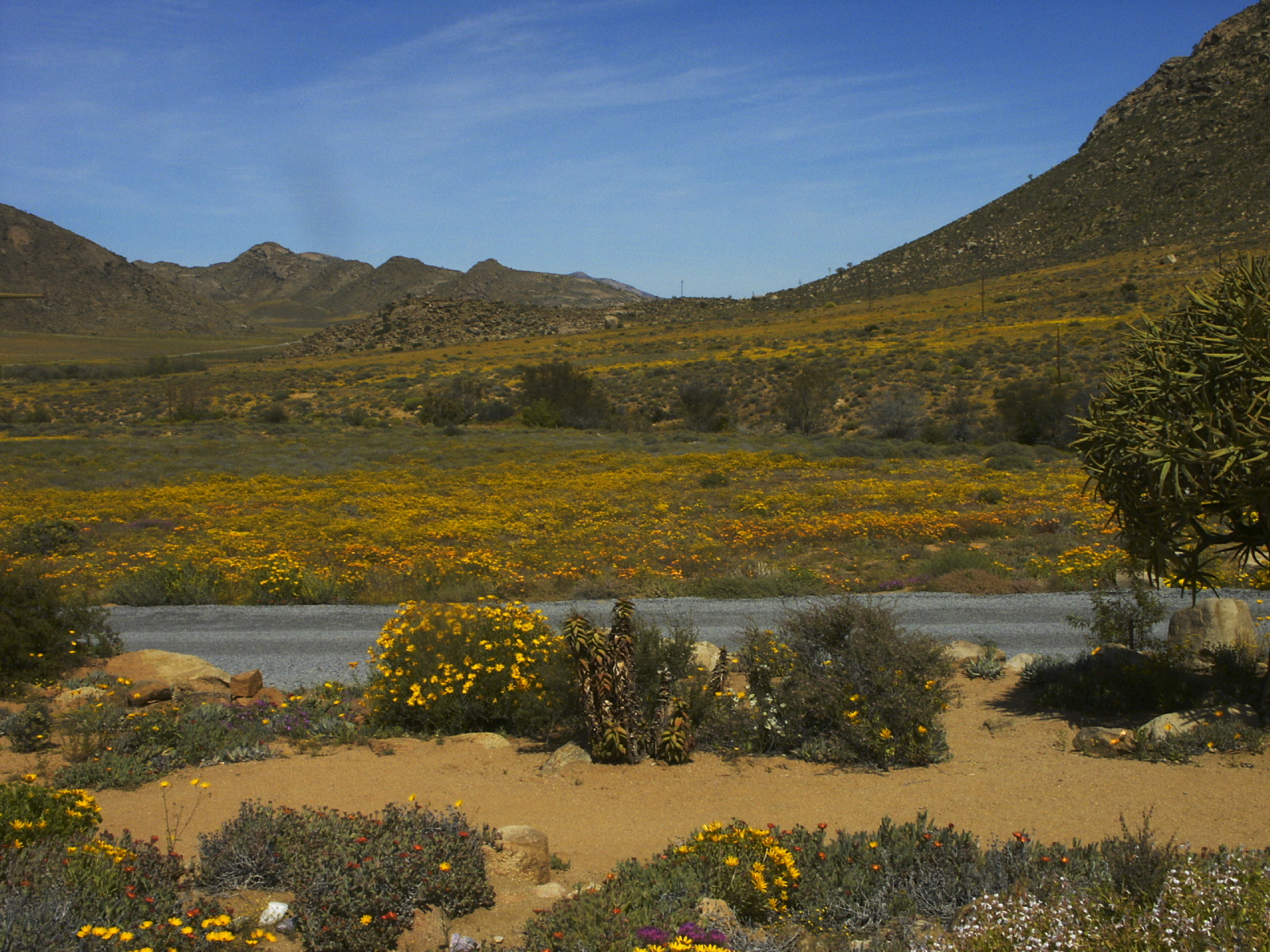 Wildflowers carpet the floor of Goegap Nature Reserve beneath quiver trees and mountains
