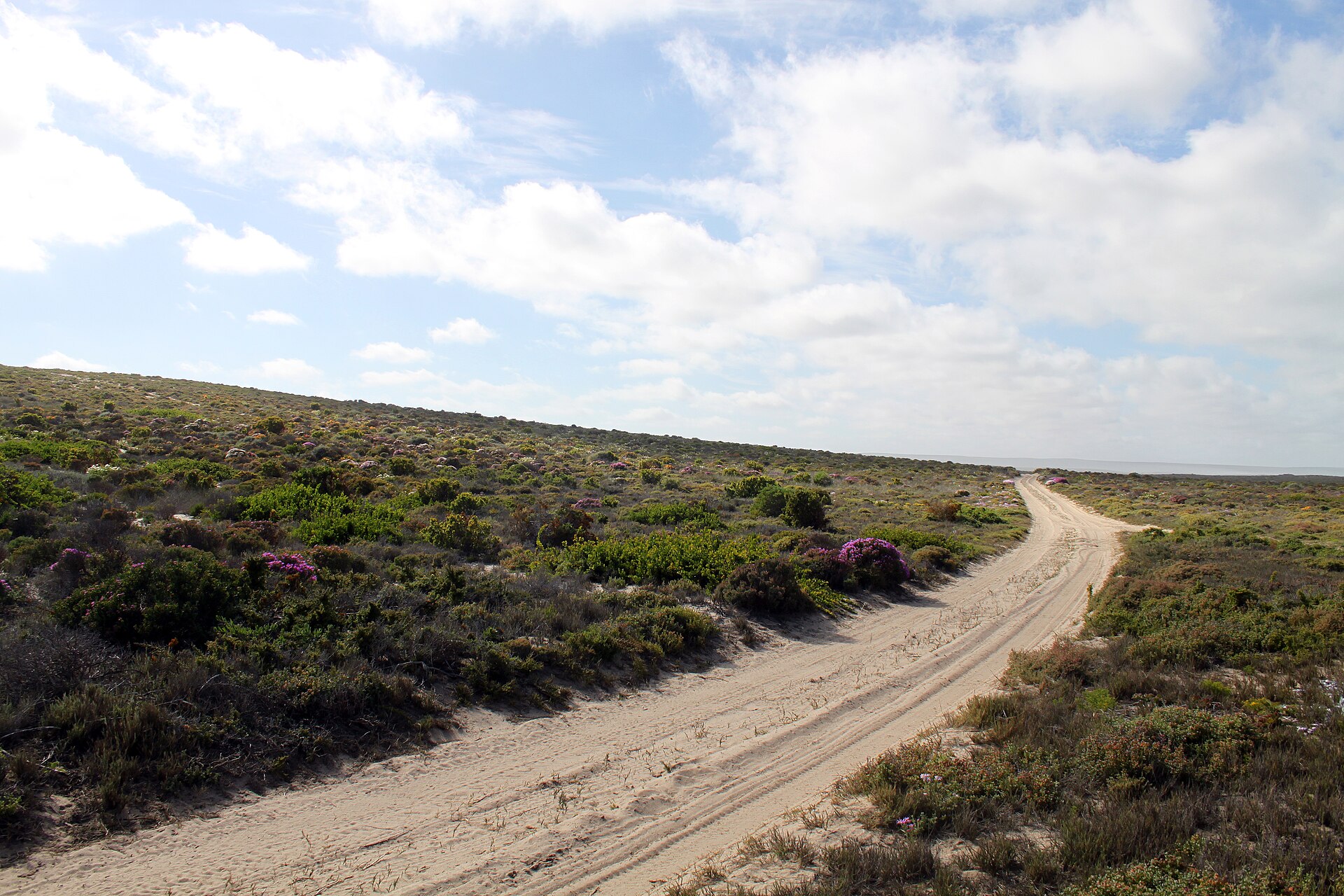 A quiet gravel road winds through Namaqua National Park between banks of spring wildflowers under a big cloud-brushed sky
