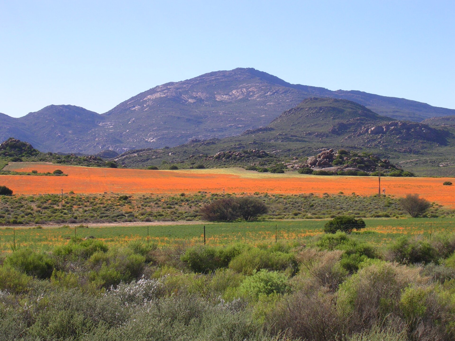 A carpet of orange wildflowers stretching to the mountains along the Namaqualand flower route in spring