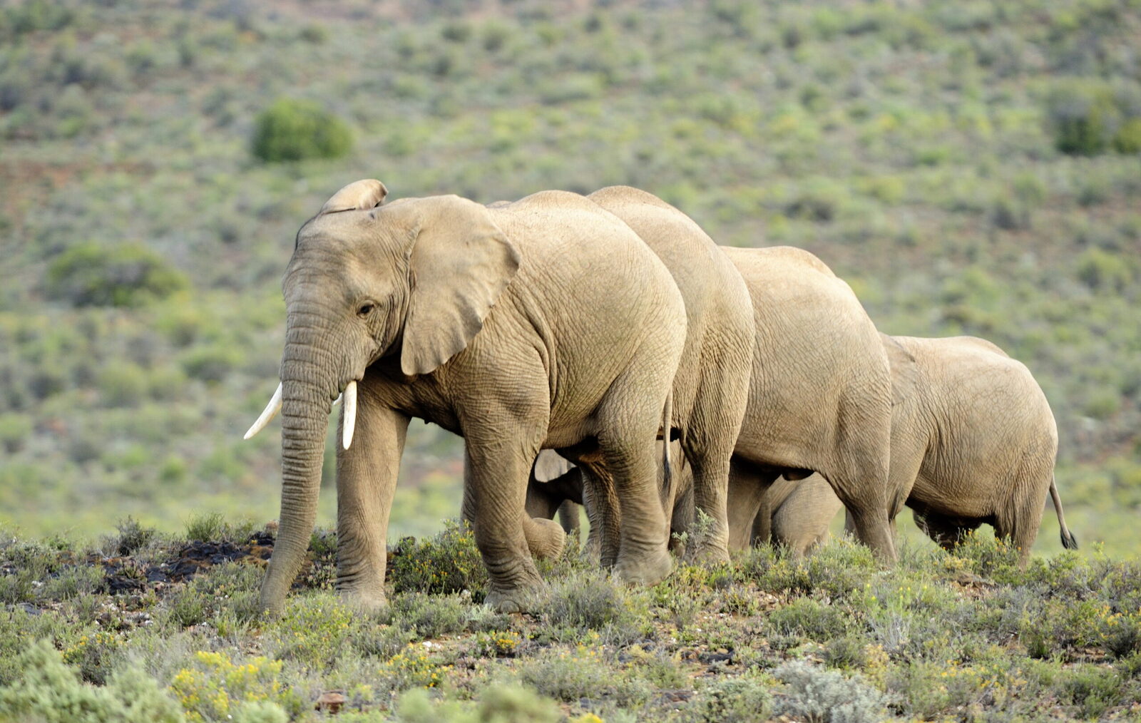 Elephant herd grazing across the open Karoo plains at Sanbona Wildlife Reserve