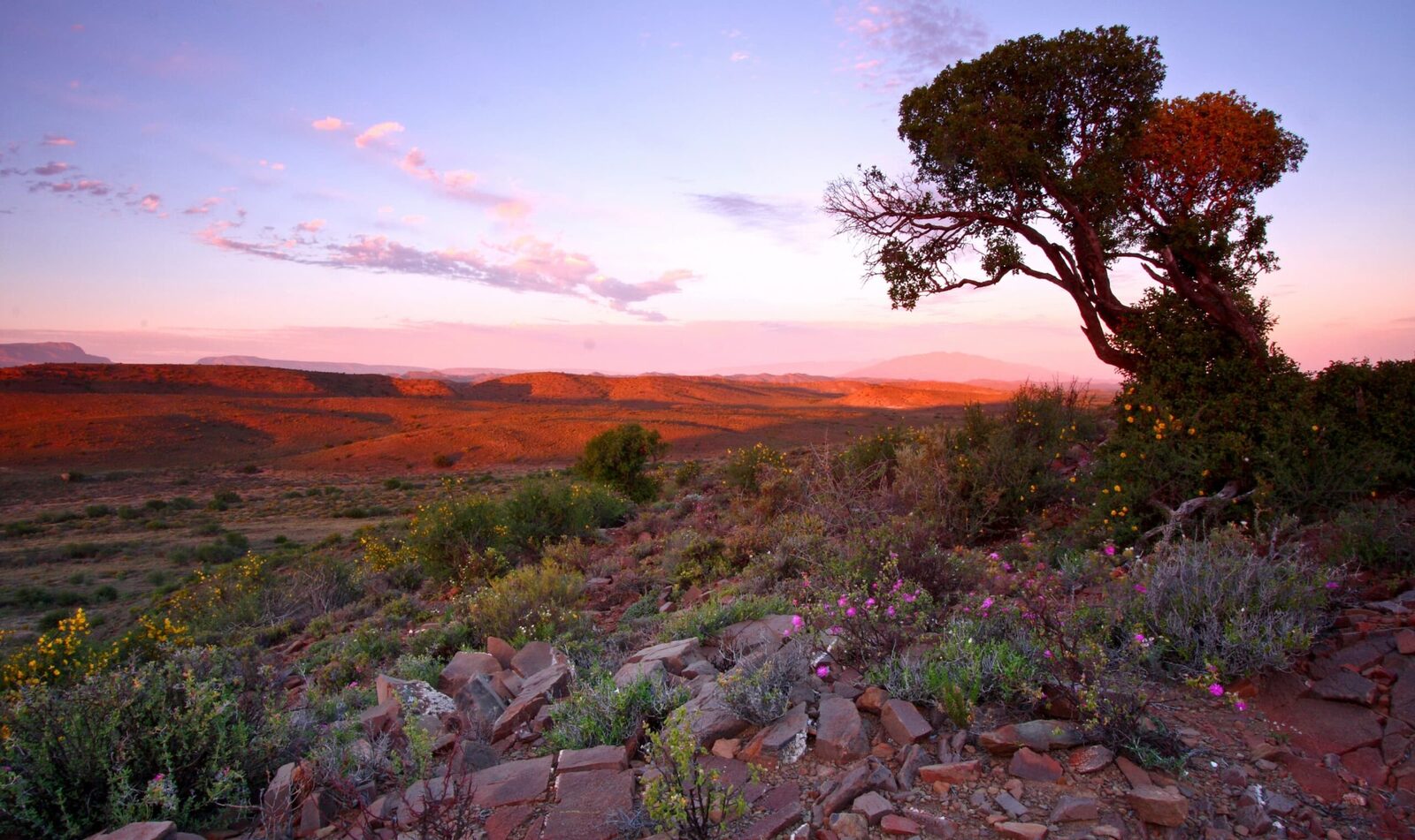 Sanbona Wildlife Reserve Review: White Lions & Big Five in the Klein Karoo