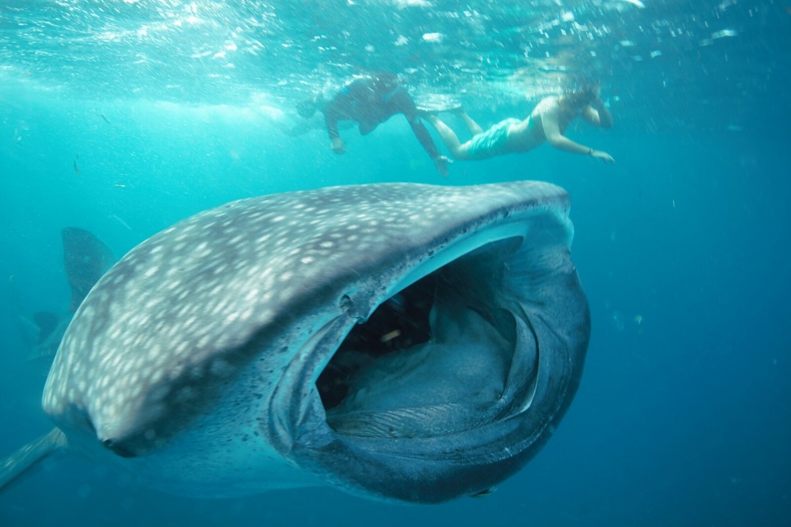 A snorkeler swimming beside a whale shark on an ocean safari from Sentidos Beach Retreat, Barra, Inhambane, Mozambique