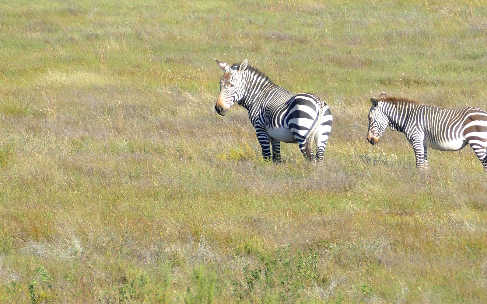 Cape mountain zebras grazing on open plains in a Western Cape reserve