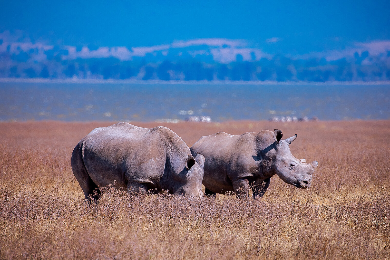 White rhino and calf on golden grassland beside water — the species whose June 2026 arrival completed the Big Five in Zinave National Park, Mozambique