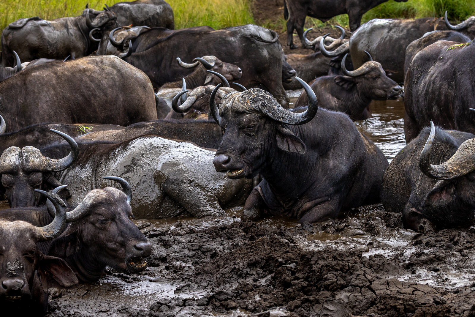 A herd of African buffalo at a muddy waterhole in Zinave National Park, Mozambique