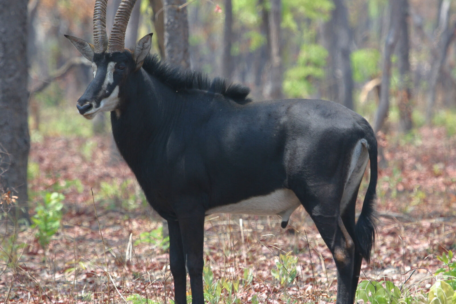 A sable antelope bull in the woodland of Zinave National Park, Mozambique