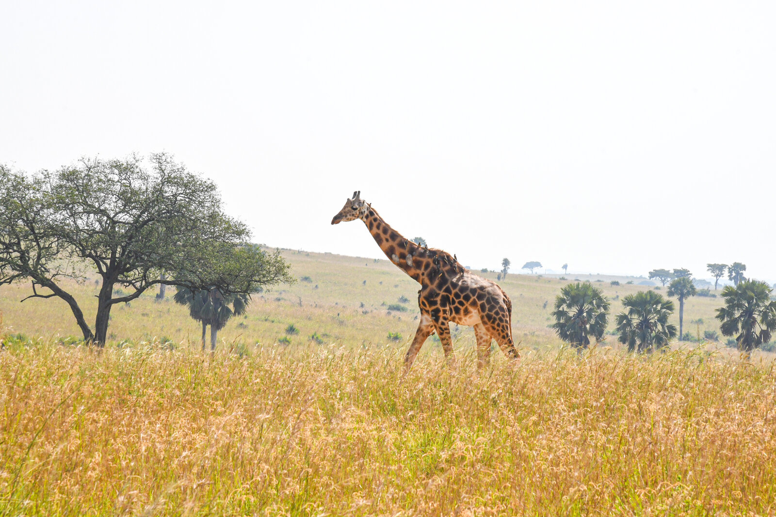 A giraffe browsing the savanna in Zinave National Park, Mozambique