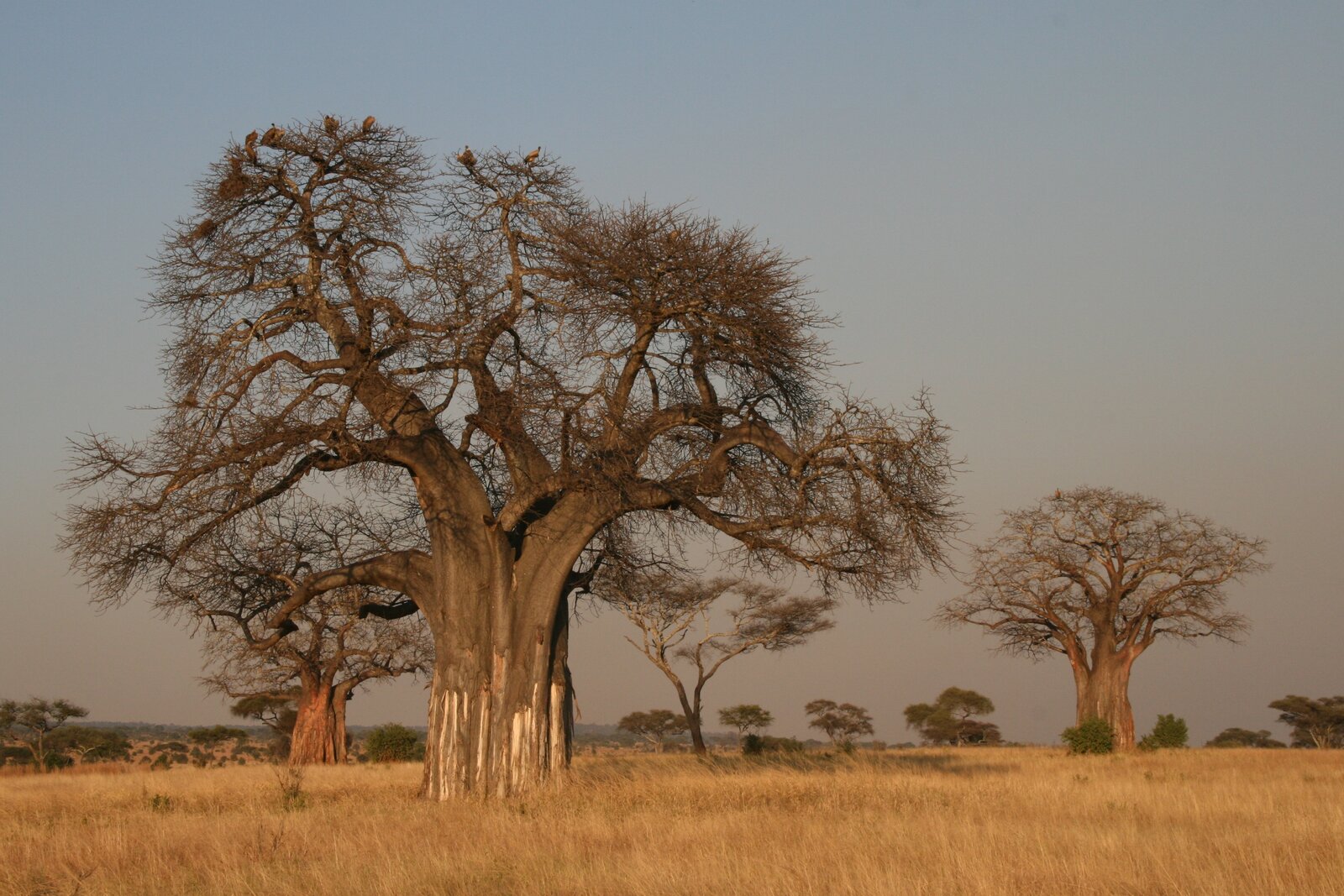 An ancient baobab tree on the savanna near Zinave National Park, Mozambique
