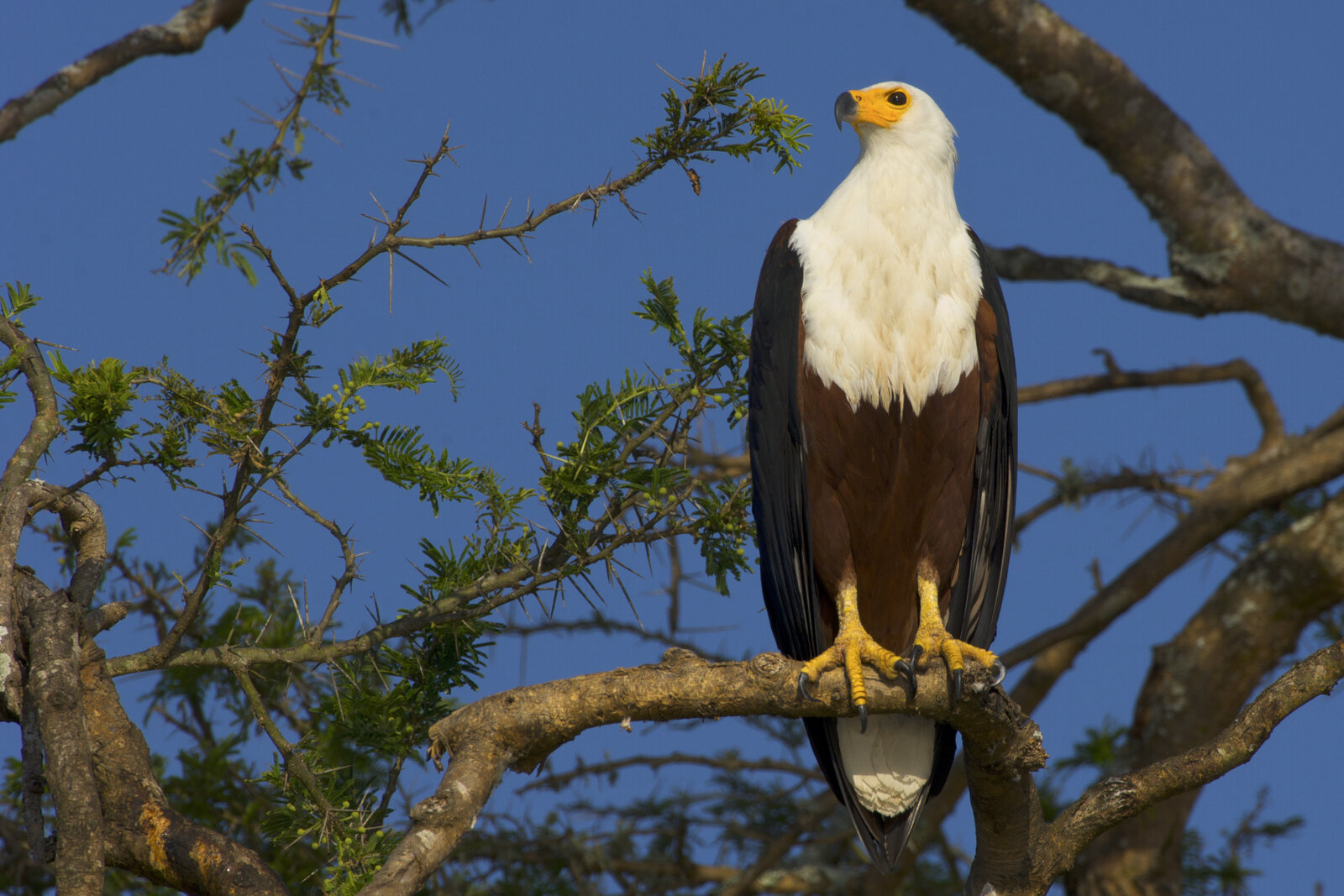 An African fish eagle perched above the Save River in Zinave National Park, Mozambique