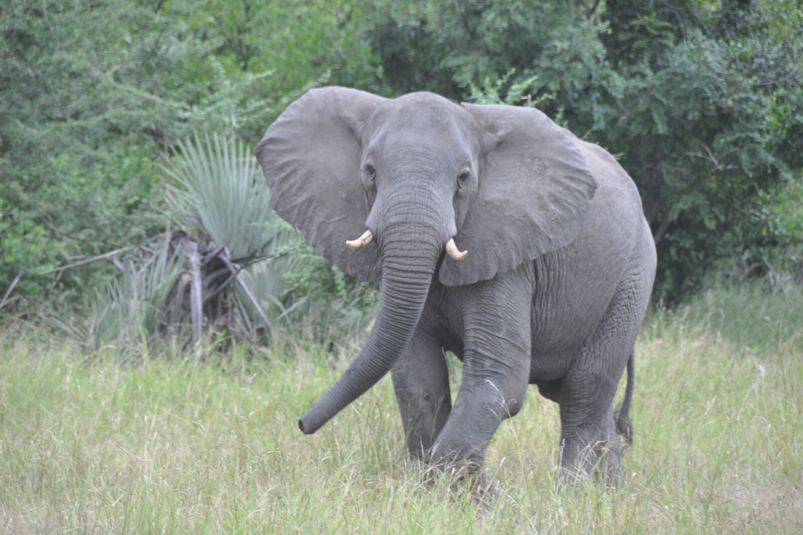 African elephant in green Mozambican bush — elephants have re-established across Zinave National Park since rewilding began in 2016