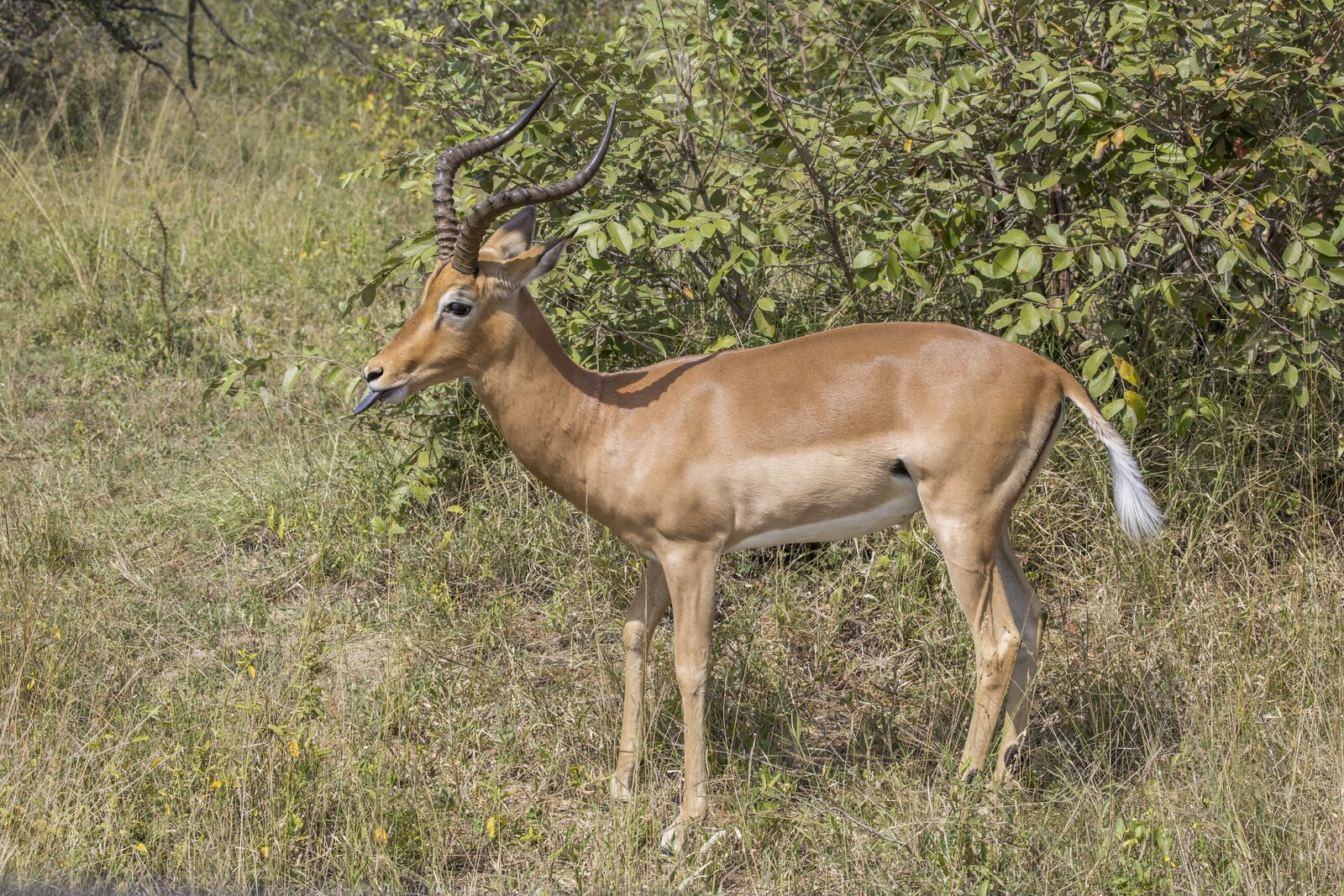 An impala ram in golden grass in Zinave National Park, Mozambique