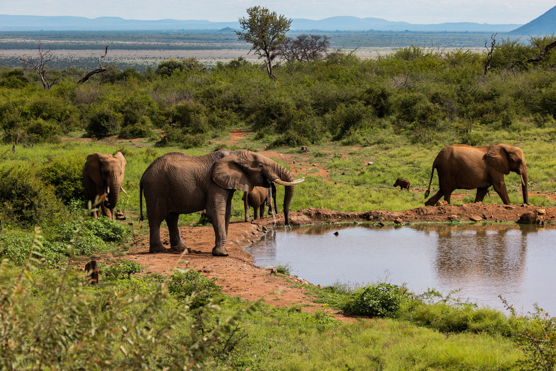 The Royal Madikwe villa-led ultra-luxury lodge with private waterhole