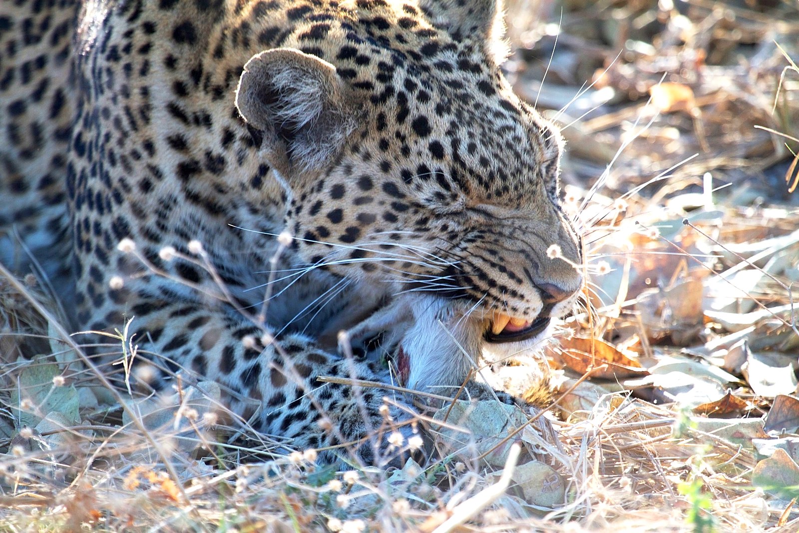 Leopard on an island in the Okavango Delta