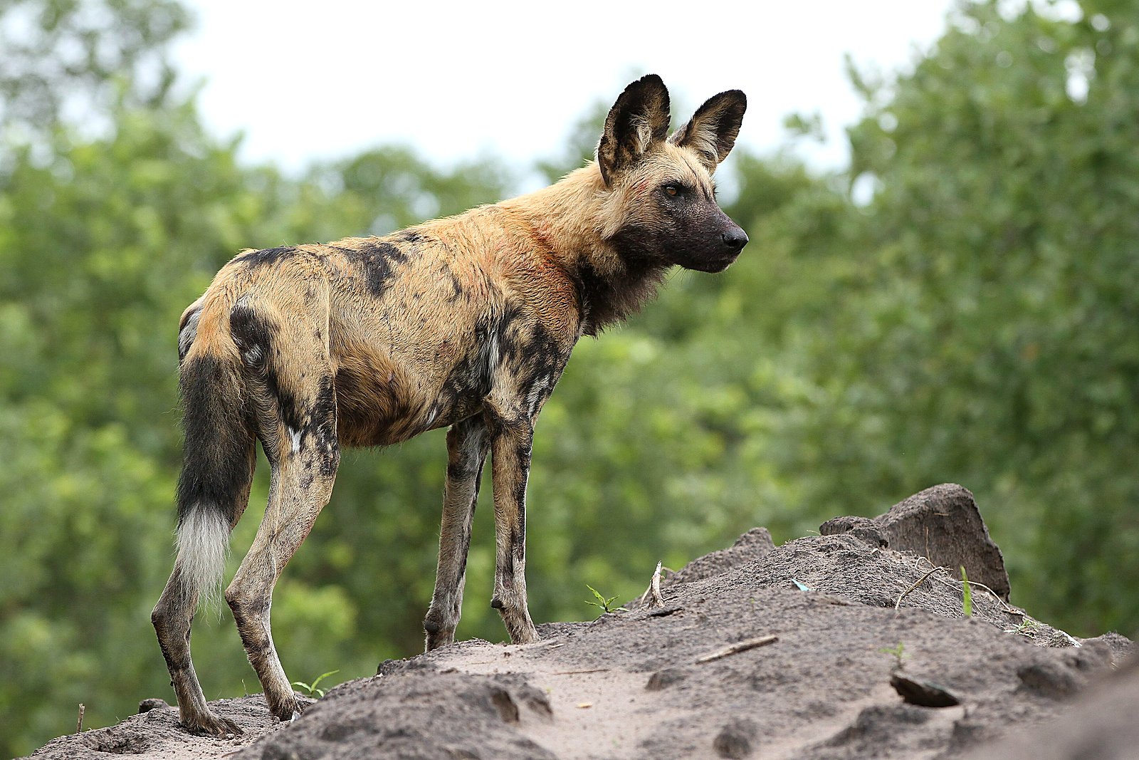 Wild dogs in the Linyanti, Botswana