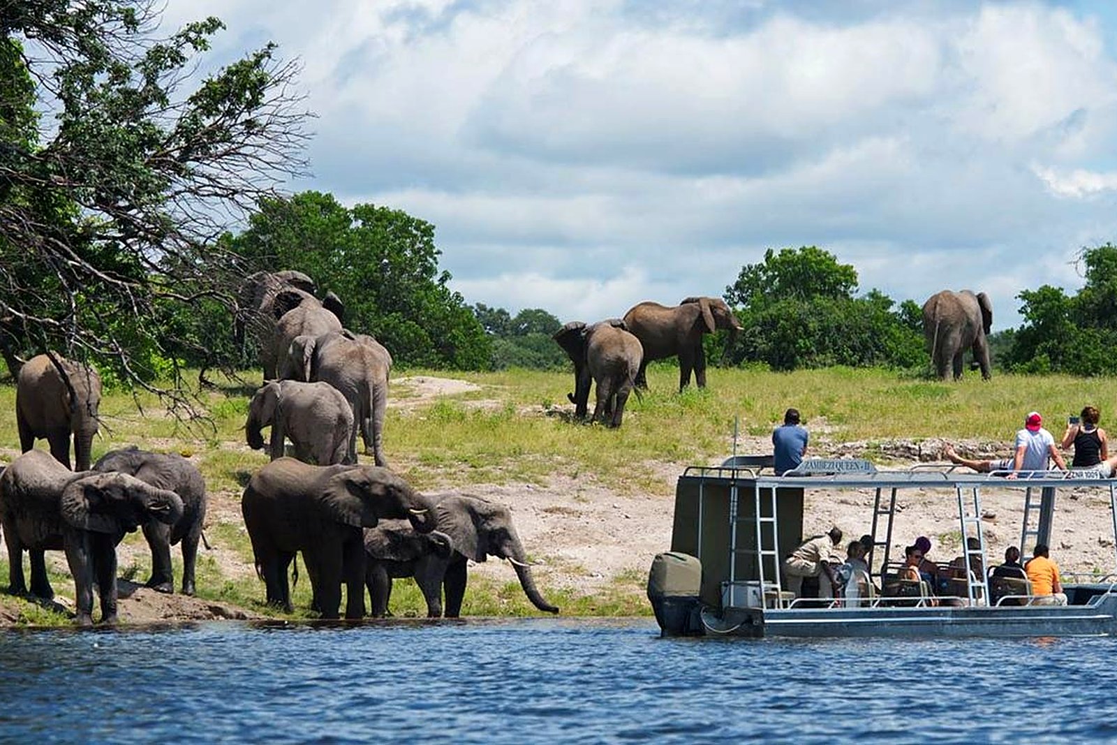 Chobe elephants at the river on a family safari