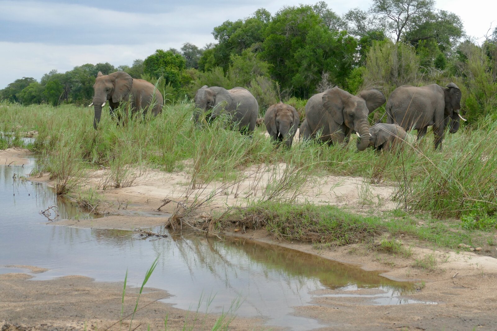 Elephant in a greater Kruger private reserve, South Africa &mdash; Beyond Africa Safaris