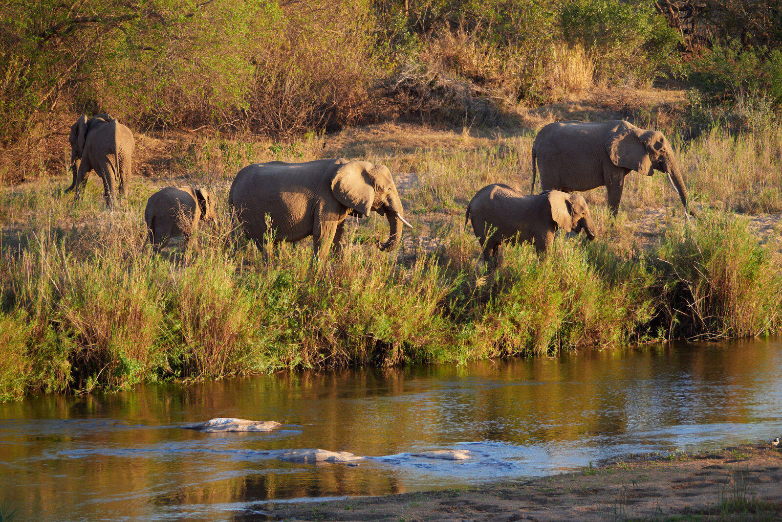 Arrival at a Kruger rest camp on a budget family self-drive safari