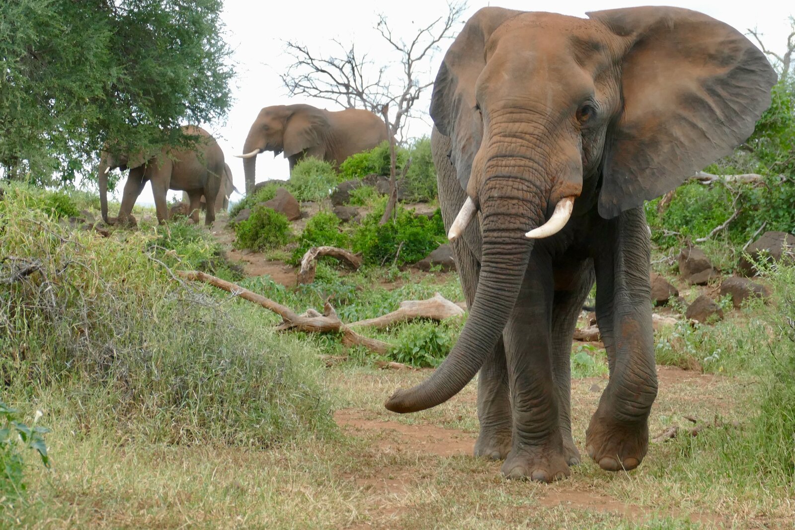 An elephant crossing the road in front of a self-drive family car in Kruger