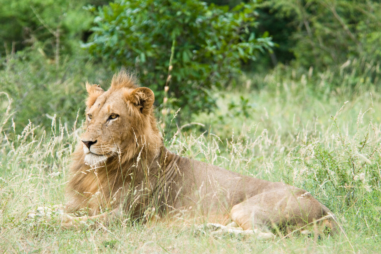 A lion in the cool of an early morning
