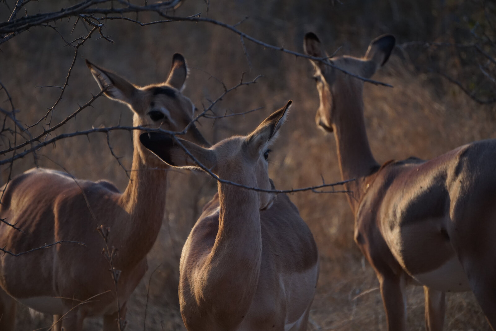 A herd of impala on the plains seen from a self-drive road in Kruger