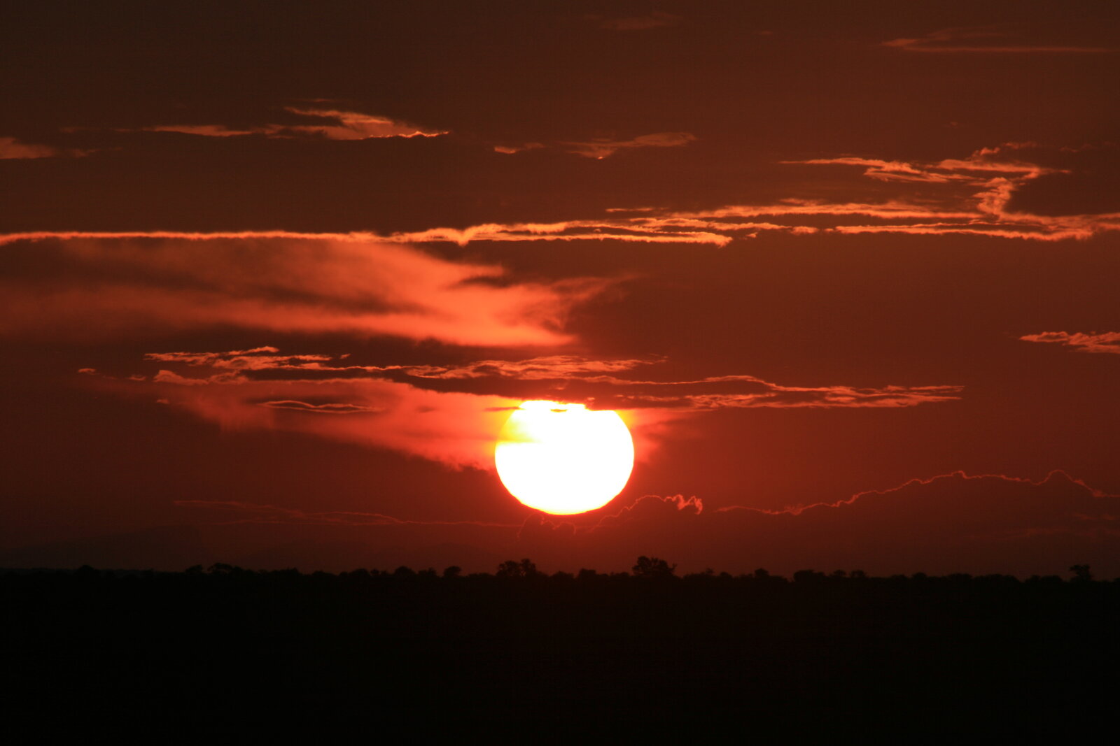 Trees silhouetted against a blazing Kruger sunset