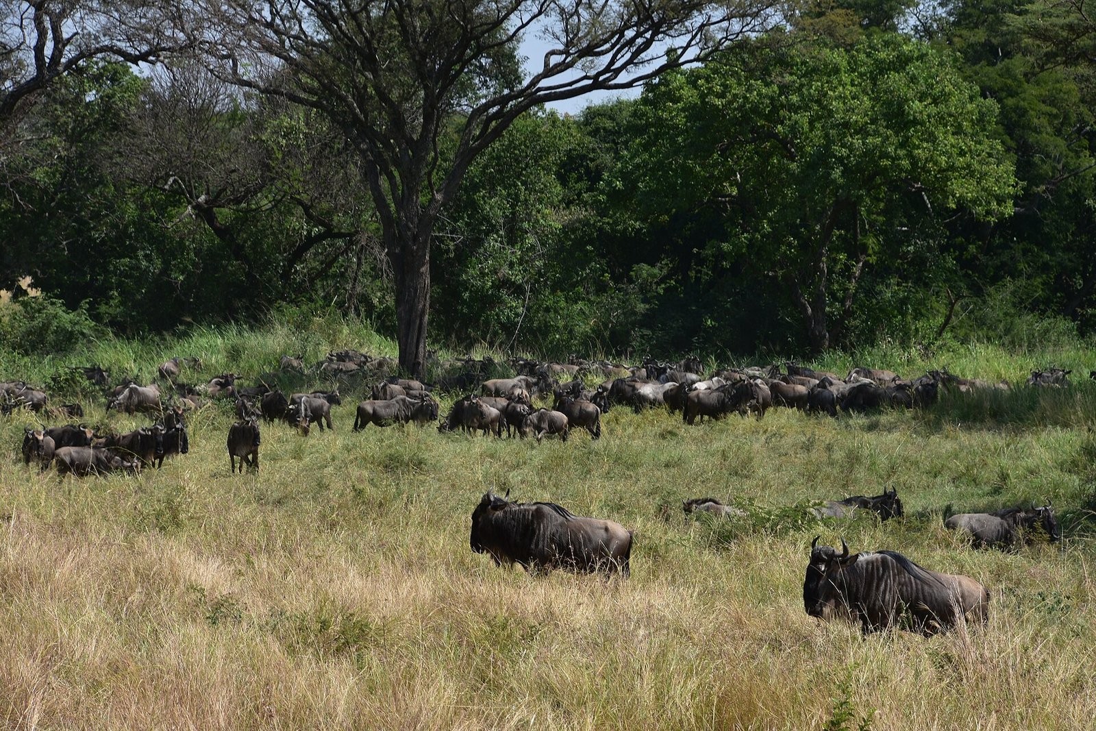 Serengeti National Park, Tanzania &mdash; Beyond Africa Safaris