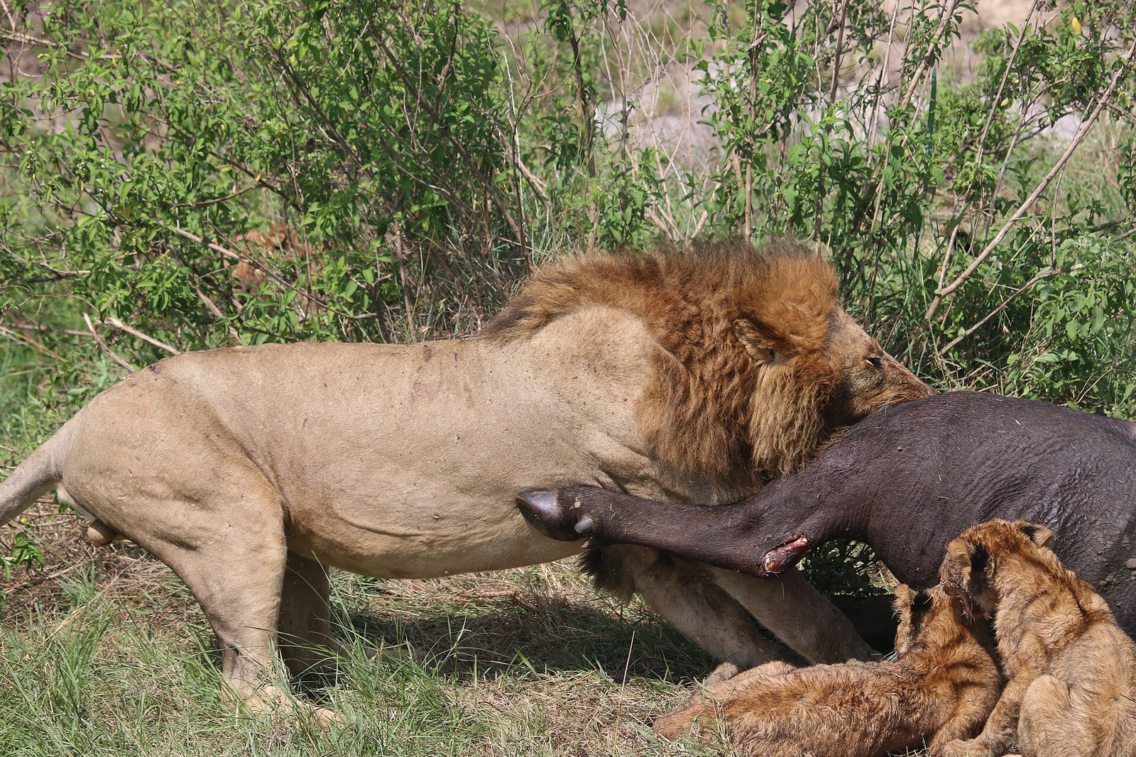 Masai Mara National Reserve, Kenya &mdash; Beyond Africa Safaris