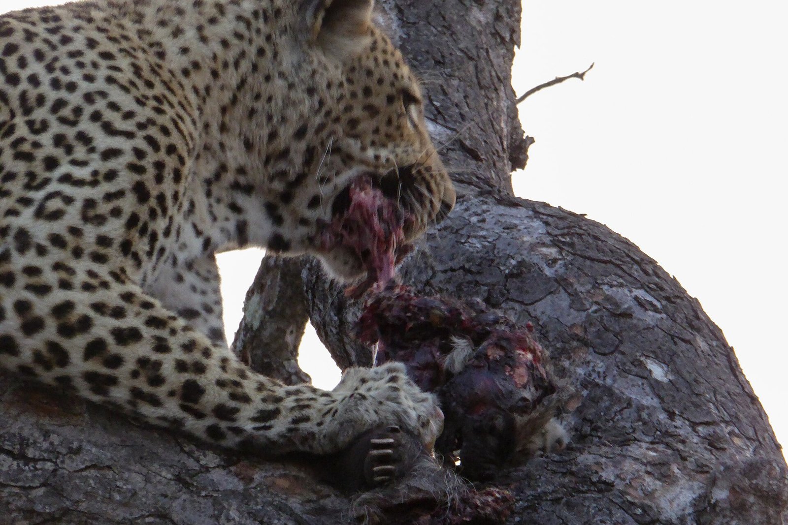Sabi Sand private reserve, South Africa &mdash; Beyond Africa Safaris