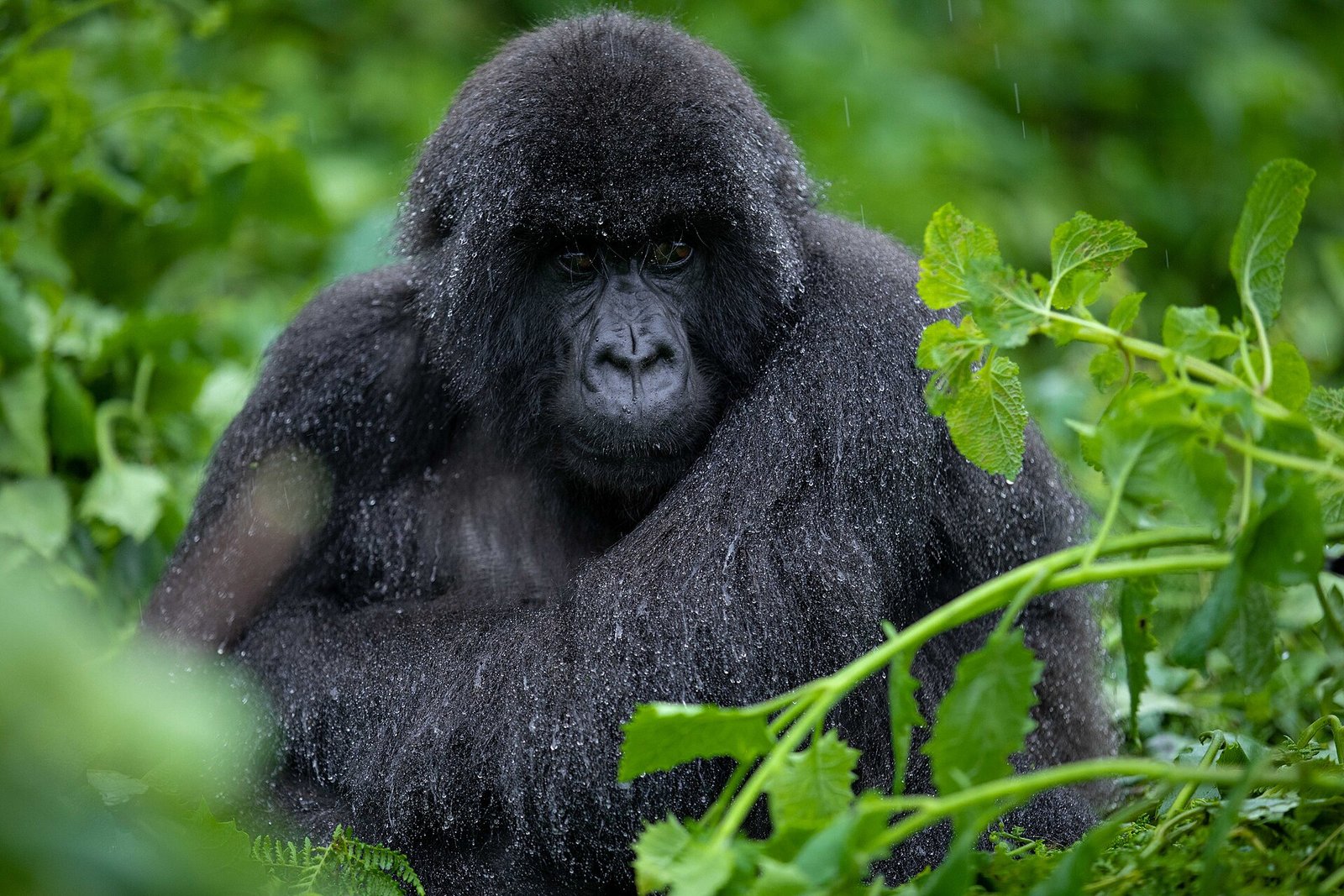 Volcanoes National Park gorilla trekking, Rwanda &mdash; Beyond Africa Safaris