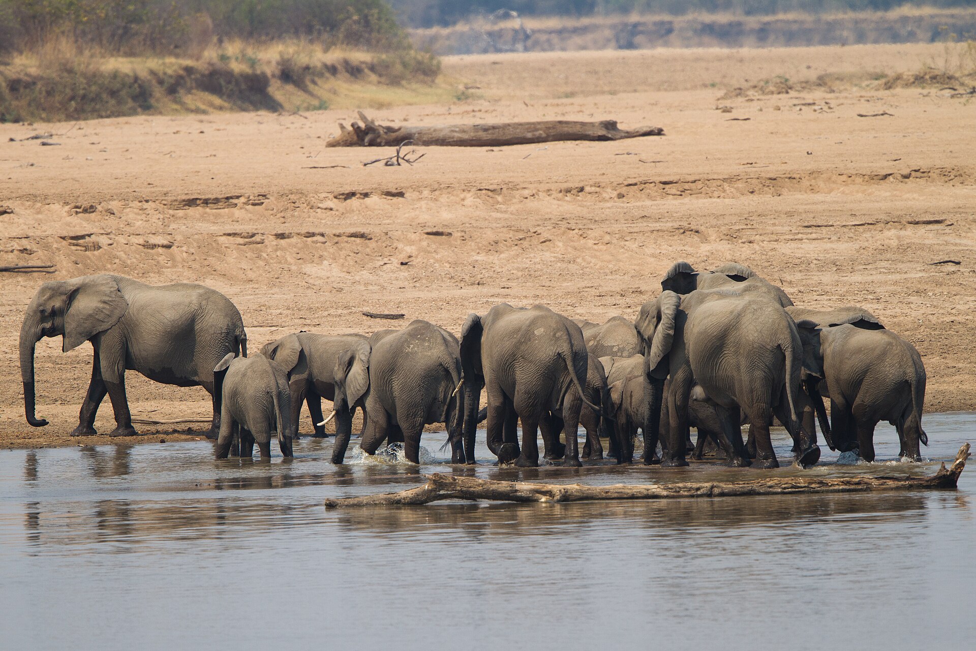White rhinoceros in Hluhluwe