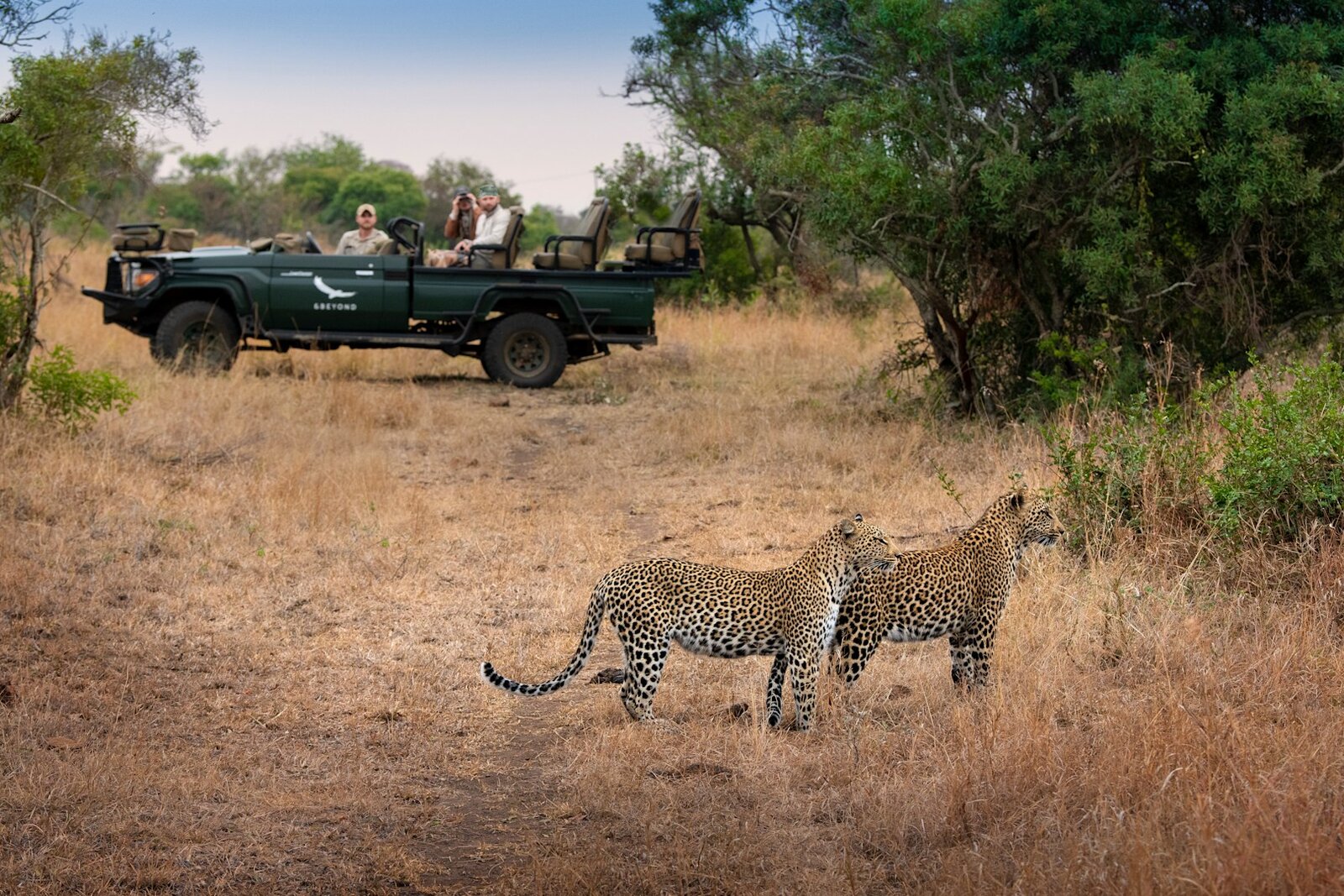 Leopard in the Sabi Sand — the kind of sighting a luxury safari consultant designs your trip around