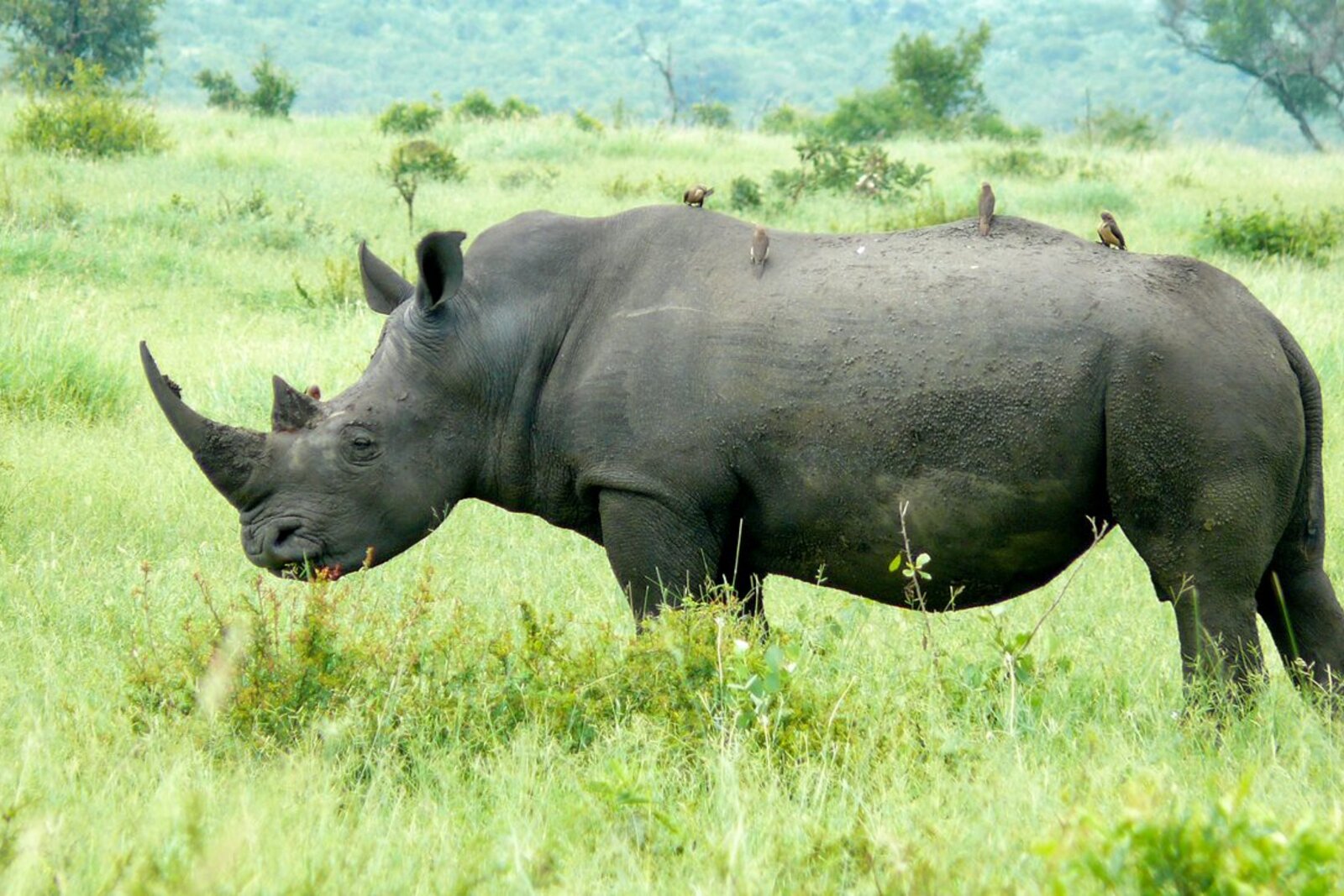 A white rhino grazing on open grassland on a South Africa safari tour