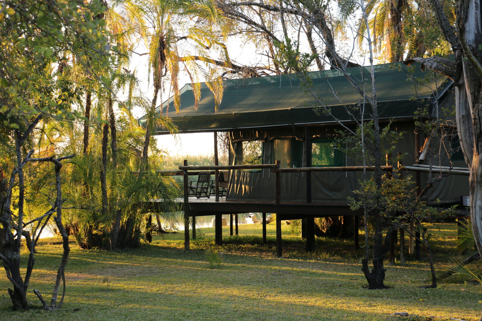 A walk-in tented camp on raised decking beneath trees in the Okavango Delta at golden hour